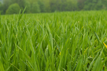 Spring  Green Grass
