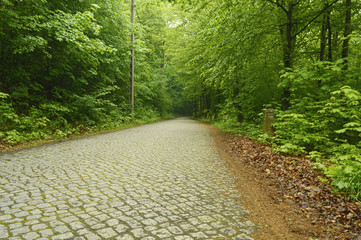 Stone road in the forest