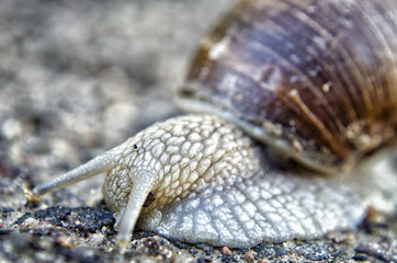 snail close-up