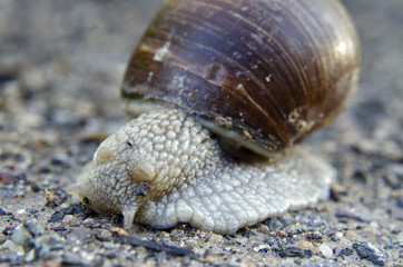 snail close-up