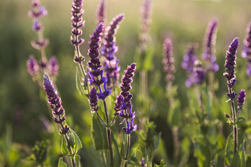 Salvia flowers on a meadow. Summer sunny meadow