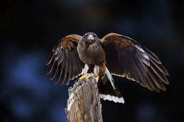 Harris's Hawk (Parabuteo unicinctus)