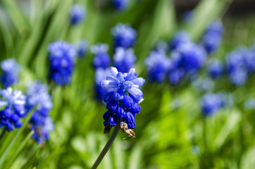 blue beautiful flowers