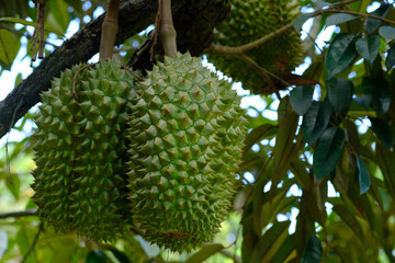 organic durian in thailand
