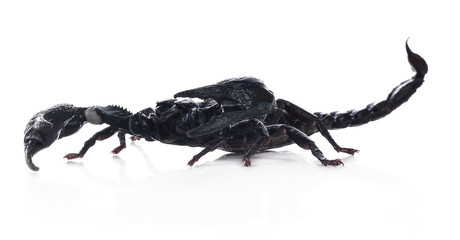 Giant Asian black scorpion isolated on white