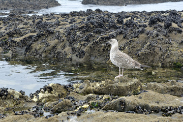 Caspian gull (Larus cachinnans)