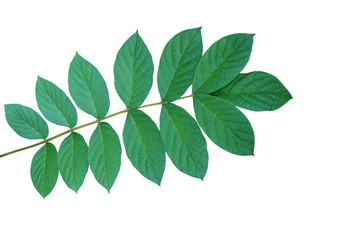 Green leaves tropical dry forest tree twig of African tuliptree or fountain tree (Spathodea campanulata) isolated on white background, clipping path included.