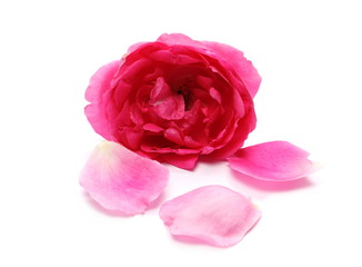 Red rose isolated on white