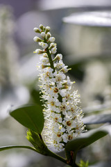 Prunus laurocerasus shrub in bloom with group of small white flowers