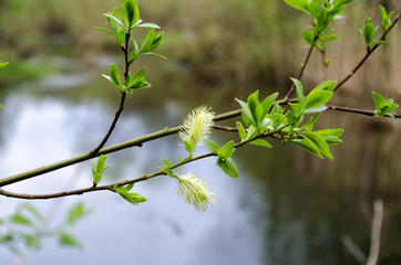 buds on the trees