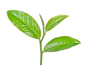 Green tea leaf on white background