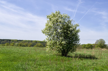 Fototapeta na wymiar a lonely tree in a field