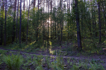 trees in the forest in summer