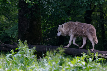Loup blanc arctique