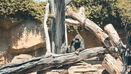 Fototapeta na wymiar Gorilla relaxing