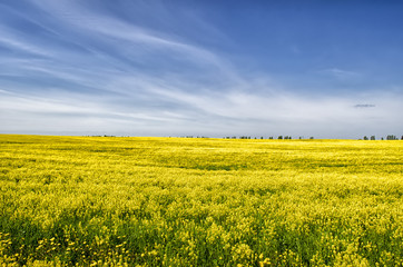 Obraz premium field of yellow dandelions