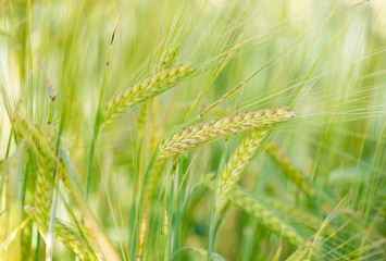 Fototapeta premium Field of cereals