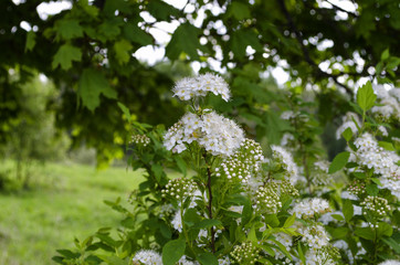 blooming white flowers on the bushes