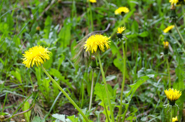 field of yellow dandelions