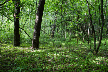 Fototapeta na wymiar in the woods in the summer