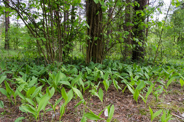 in the woods in the summer
