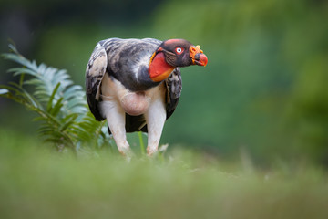 King Vulture, Sarcoramphus papa, largest of the New World vultures. Bizarre, colorful american scavenger walig directly to camera. Low angle, wildlife photo, Costa Rica, Central America.