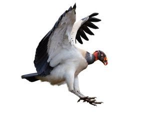 Isolated on white background, flying King Vulture, Sarcoramphus papa, largest of the New World...
