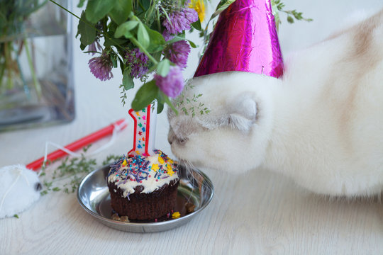 White cat in Birthday party cap. Kitten celebrates the birthday.