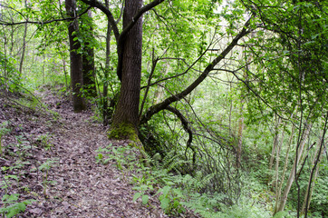 in the woods in the summer