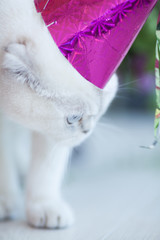 White cat in Birthday party cap. Kitten celebrates the birthday.