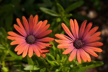 Gazania flowers