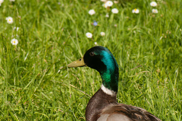 Mallard duck