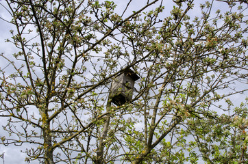 birdhouse on a tree