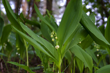 Obraz premium lilies of the valley and leaves after rain in the forest