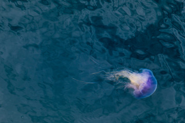 Deadly Purple Jellyfish in Ocean