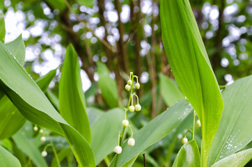 Obraz premium lilies of the valley and leaves after rain in the forest