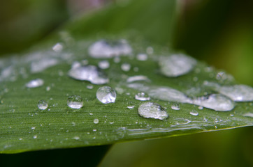 lilies of the valley and leaves after rain in the forest