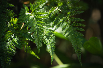 Beautyful ferns leaves green natural background. Fern leaf with water drops in natural background.