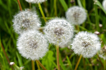 white dandelions in the field