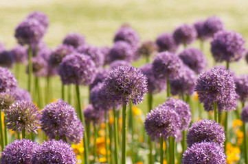 Obraz premium Giant purple alliums