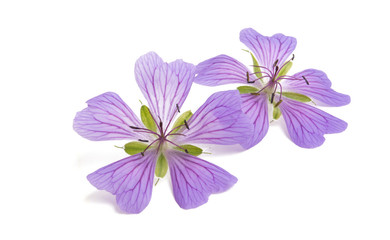 lilac geranium flower isolated
