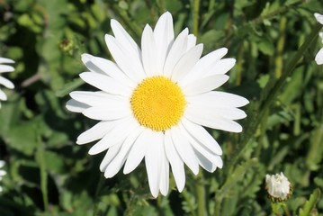 Obraz premium Close-up of Ox-Eye Daisy or Marguerite