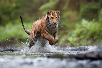 Siberian tiger, Panthera tigris altaica, low angle photo in direct view, running in the water...
