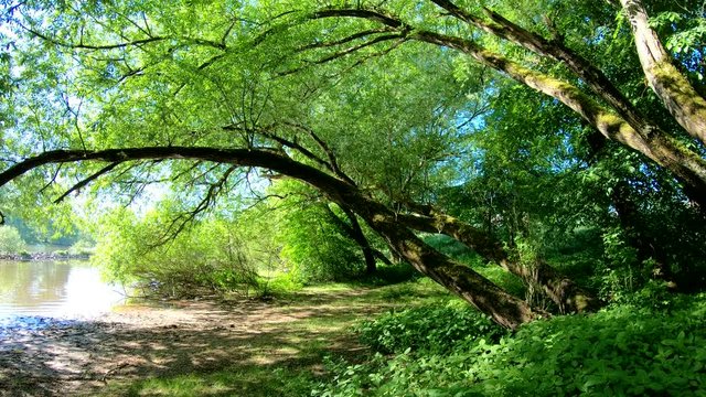 Auwald am Main, Natur pur, unber&uuml;hrte Natur, Gimbal, Urwald, Naturschutz, 4K
