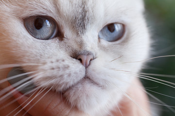 Serious cat in woman hand. Portrait of white cat with blue eyes.