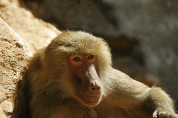 the face of a thinking monkey