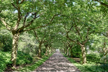 sous-bois dans une forêt au printemps