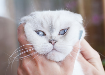 Close-up of shorthair white cat with blue eyes. Funny kitten face.