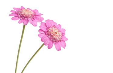 pink daisy isolated