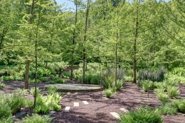 sous-bois dans une for&ecirc;t au printemps